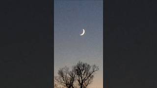 Beautiful View of Crescent Moon Above the Trees at Sunset 120324 crescentmoon [upl. by Nyleahs]