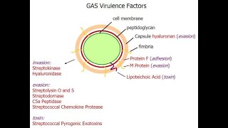 Pharyngitis Part 3 Virulence factors of Streptococcus pyogenes [upl. by Yluj]