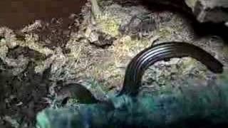 Scheltopusik feeding European legless lizard [upl. by Cacilia]