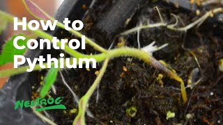 Neutrog TV  How to control Pythium in your garden  Whoflungdung [upl. by Erna677]