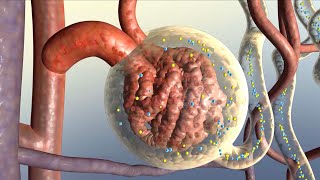 How Your Kidneys Work [upl. by Marylynne813]