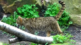 European Wildcat Felis silvestris [upl. by Seline]