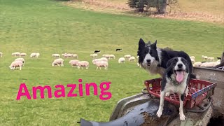 Two brilliant border collie sheepdogs working as a team [upl. by Euqirrne]