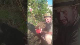 🍓 Planting a Strawberry Tree at Quinta Chada 🍓 [upl. by Oicnedurp336]