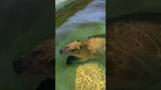 capybara animals edit cute funny animal [upl. by Acisseg]