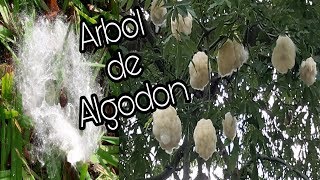 Arboles de Algodón  Pochote  Ceiba  puchote  apochote Lachatayou [upl. by Curnin945]