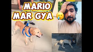 Mario Mar gya 🥲😥 posmotam ki kya report ayi  kesa mra Mario 😕 [upl. by Yatzeck]