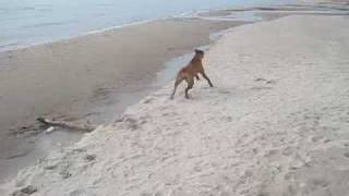 Rhodesian Ridgeback runs like crazy [upl. by Euqininod]