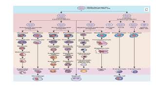 Hematopoiesis its basic concept Video No 125 [upl. by Nekial451]