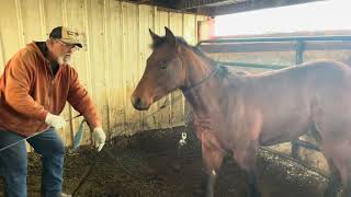 First halter [upl. by Alcock]