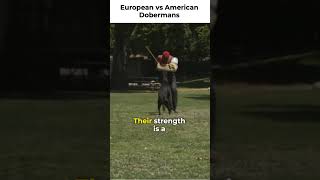 EUROPEAN VS AMERICAN DOBERMAN PINSCHER [upl. by Star]