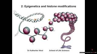 Introduction to epigenetics and histone modifications [upl. by Juan]