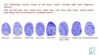 Fingerprint  Dactylography  Animation  Forensic Medicine  Identification [upl. by Goulette20]