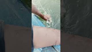 fishing fiish beachfishing fish filefish carpfishing fihing carp fiahing videogama [upl. by Pathe]