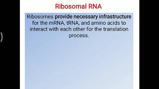 rRNA structure [upl. by Lecrad]