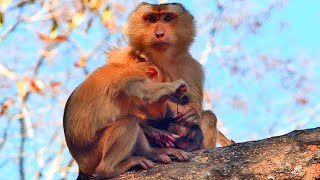 Big child SACKY tries to grab pulls umbilical cord his brother  when he is drink milk from Mother [upl. by Anirbaz986]