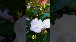 The Cape Jasmine beauty and fragrance rolled into one perfect bloom 💐🌼 naturelovers [upl. by Nireil]