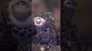 Mesmerizing Bobtail Squid A Tiny Ocean Marvel BobtailSquid OceanLife MarineBiology NatureShorts [upl. by Karolina]