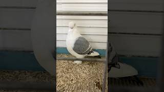 Oriental Satinette pigeon champion fancy fancypigeons oriental show thebest pigeons funny [upl. by Rozek]