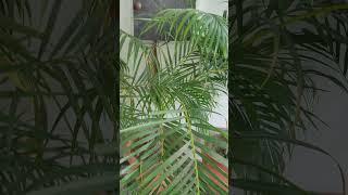 Areca palm care and maintenance [upl. by Lugo]