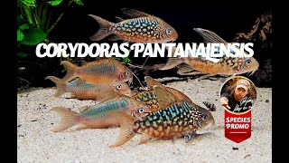 Corydoras pantanalensis Species Presentation [upl. by Ruskin]