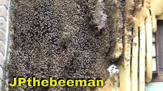 Massive Bee Hive Removed Alive [upl. by Claus]