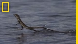 Jesus Christ Lizard  National Geographic [upl. by Anaert]