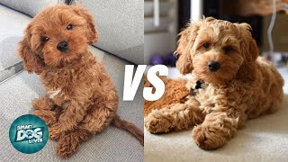 Cavapoo vs Cockapoo  Poodle Mix Breeds Comparison [upl. by Cirtap]