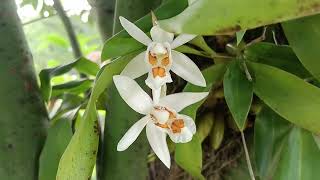 Coelogyne Nitida Orchids [upl. by Enyad]