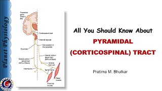 Pyramidal tract  Corticospinal tract [upl. by Rubie45]