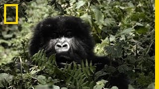 Mountain Gorillas Survival Dian Fossey’s Legacy Lives On  Short Film Showcase [upl. by Abigale211]