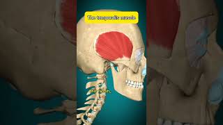 Temporalis Muscle Anatomy Function amp Headaches temporalis anatomy acnnlifearena [upl. by Aivart]