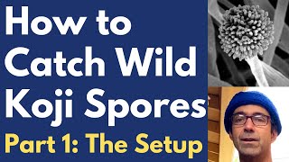 How to Catch Wild Koji Spores Aspergillus Pt 1 [upl. by Busch33]