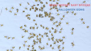 Eensy Weensy Baby Spiders  Halloween Song  Hello Baby [upl. by Eniretak]