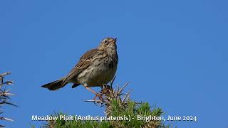 Meadow Pipit Anthus pratensis  Brighton June 2024 [upl. by Stefanie]