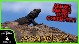 CHUCKWALLAS and other DESERT LIZARDS IN THE WILD Are we keeping them correctly [upl. by Nihi]