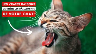 Pourquoi Votre Chat Bâilletil 10 Raisons Inattendues [upl. by Elatnahc]