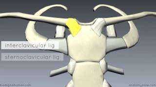 Sternoclavicular Joint  3D Anatomy Tutorial [upl. by Tita]