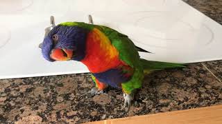 Best talking Rainbow Lorikeet 2 [upl. by Ahsiam]