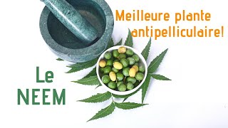 Le Neem meilleure plante antipelliculaire au monde [upl. by Gio842]