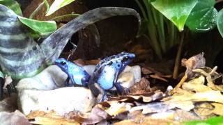 Dendrobates tinctorius quotAzureusquot  calling amp hunting [upl. by Kakalina]