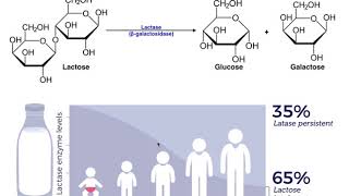 Lactase amp the Mechanism of Lactose Intolerance [upl. by Akienom126]