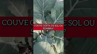 PLANTAR COUVE NO SOL OU NA SOMBRA horta agricultura viral [upl. by Sondra]