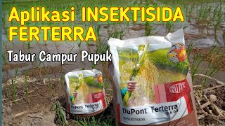 Insektisida Ferterra  Mengendalikan Sundep Pada Tanaman Padi Part 30 [upl. by Nileuqaj]