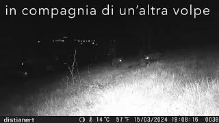 CIVITELLA ROVETO  Volpe e Lupo si contendono i resti di Capriolo a pochi metri dal centro abitato [upl. by Nallac]