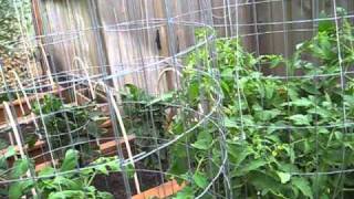 High Yield Tomato Plants 5080 lbs per Plant [upl. by Leanna725]