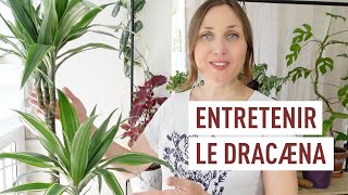 Comment cultiver le dracæna ou dragonnier [upl. by Hares]