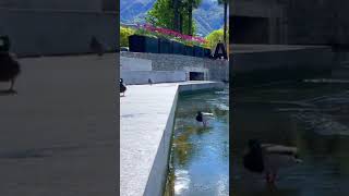 Beautiful Scenery in Ascona Switzerland 4K [upl. by Eizzil853]