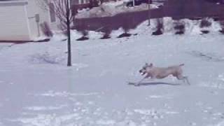 Soft Coated Wheaten Terrier Playing in the snow and Chasing Snowballs Funny cute dog [upl. by Dunstan]