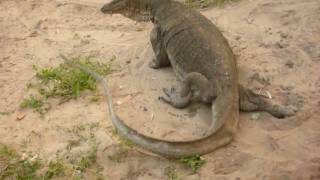 Monitor Lizards on Perhentian Island Malaysia [upl. by Colwin]